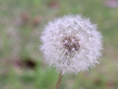 たんぽぽ