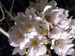 夜桜