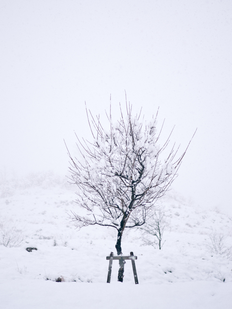 大雪