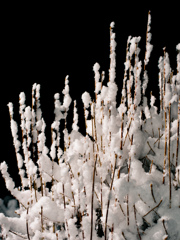 covered in snow #2