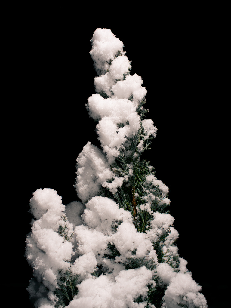 covered in snow #1