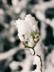 雪葉