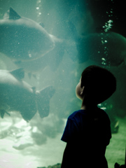 魚と少年