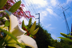 植物と人工物と自然物と