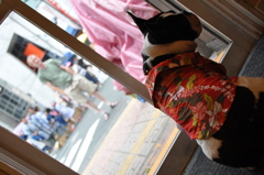アロハとがんつけ