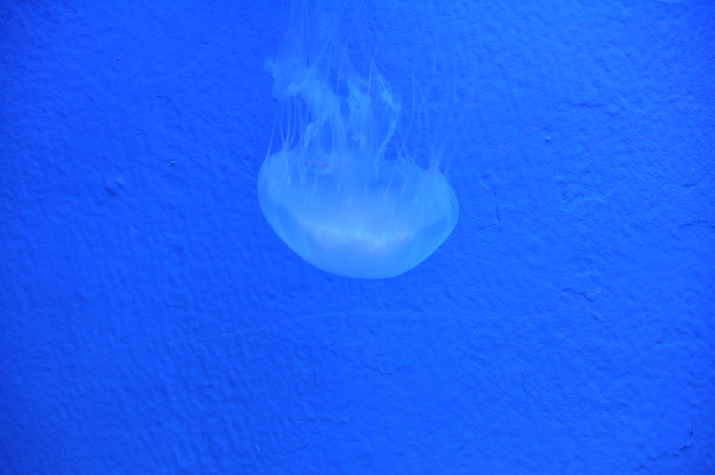 jellyfish