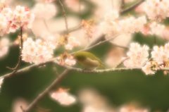 桜、咲く〜メジロの歌声