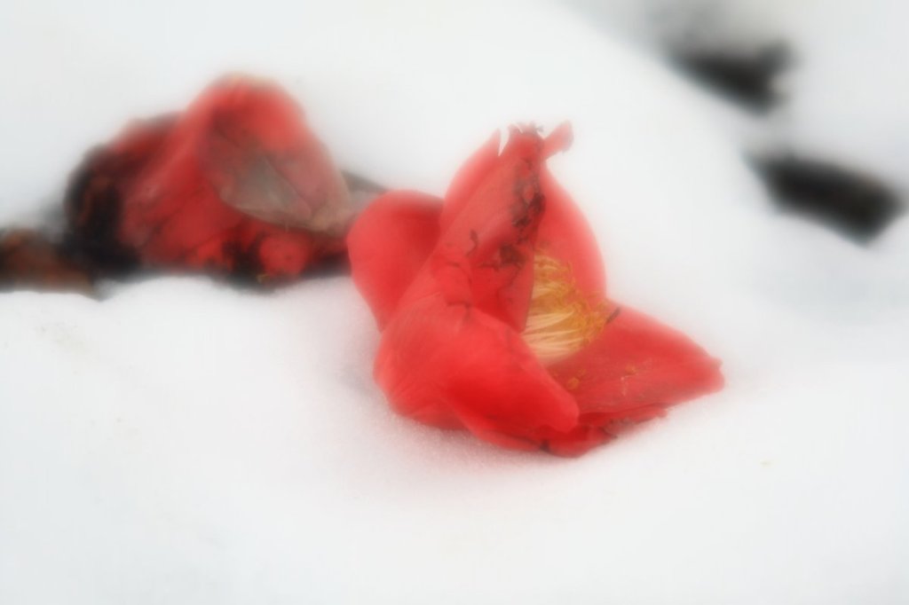 雪椿