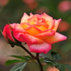 050