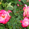 066