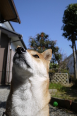 空は青い。