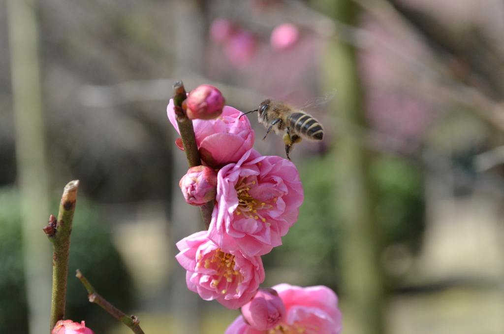 紅梅に立つミツバチ