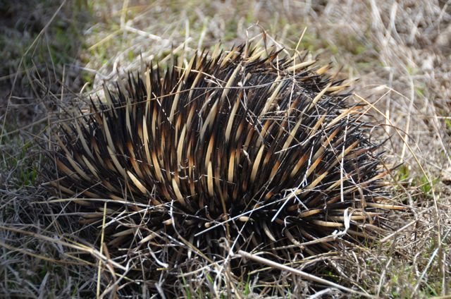 タワシじゃないよ（ハリネズミ）