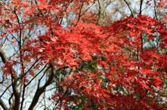 紅葉
