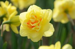 華1