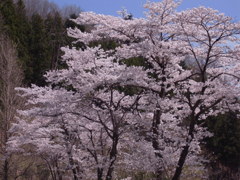 桜