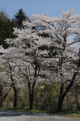 桜