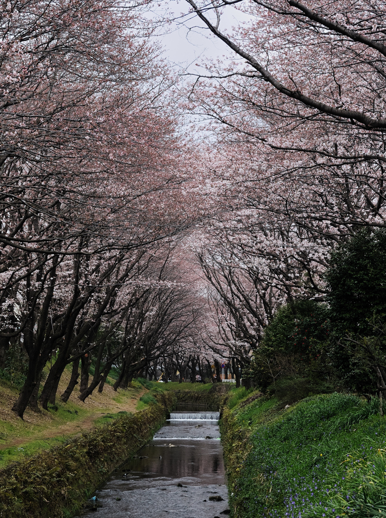 引地川の千本桜