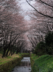引地川の千本桜
