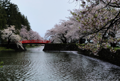 上杉神社の桜