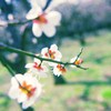 小春日和
