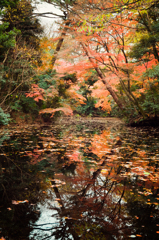 紅葉２