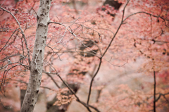 紅葉
