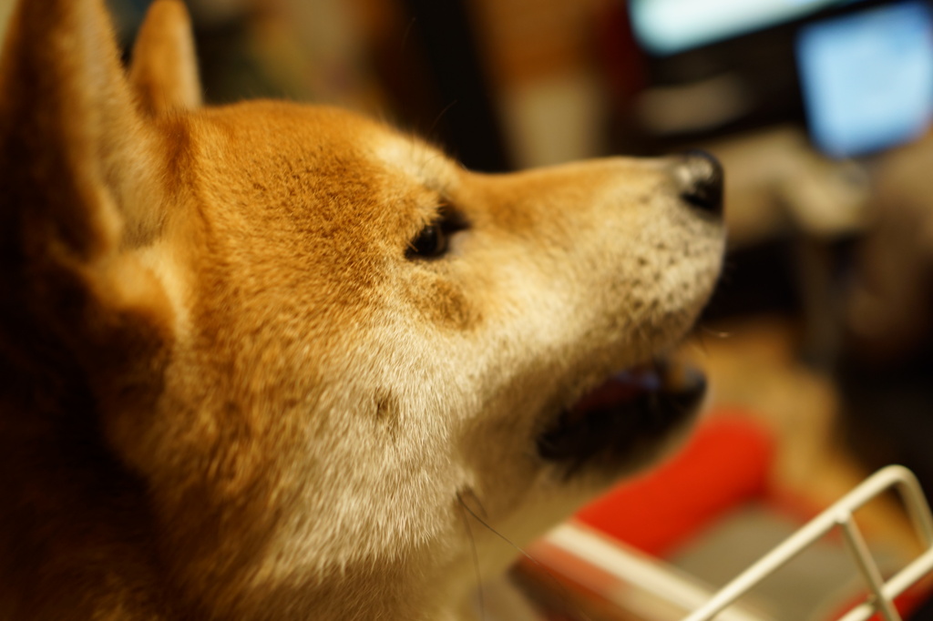 かあちゃん、ごめんよ