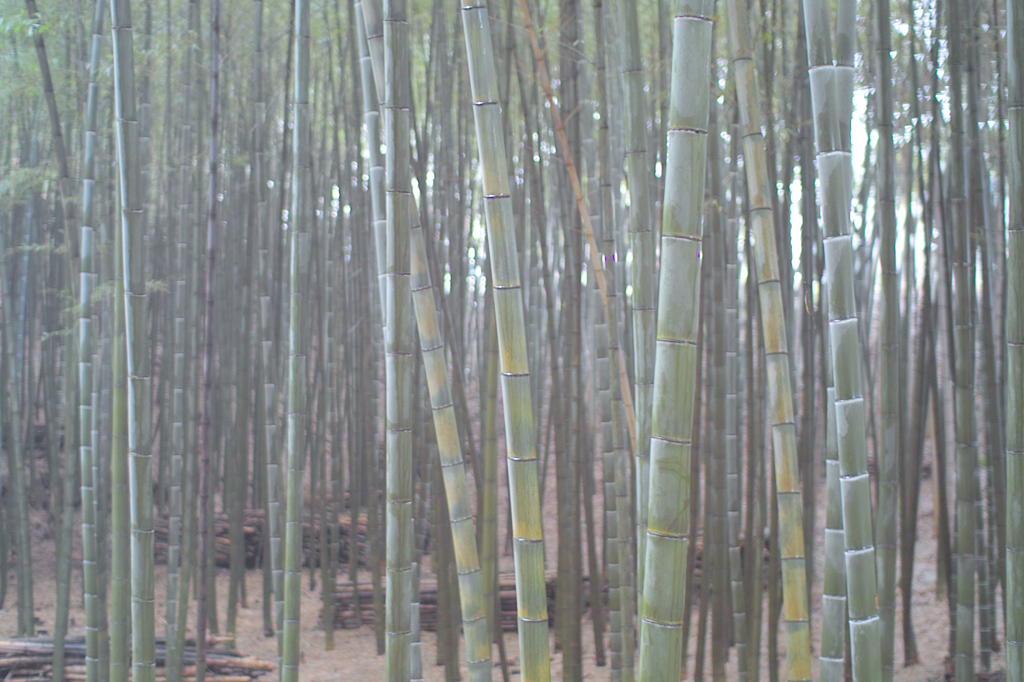 竹衆