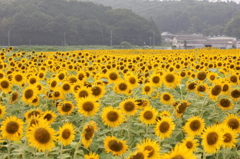 ひまわり