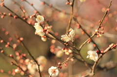 梅の花