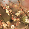 梅の花