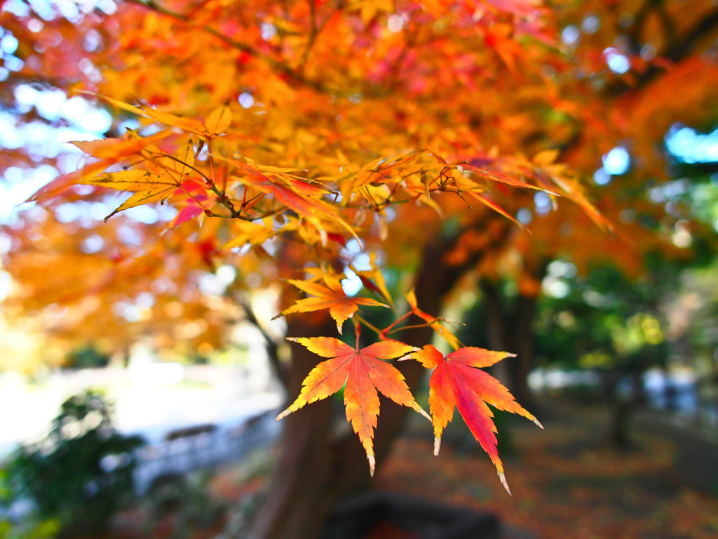 日比谷公園 もみじ