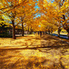 昭和記念公園 カナールの銀杏並木