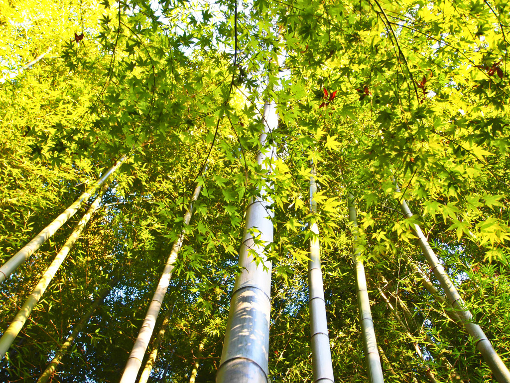 殿ヶ谷戸庭園 竹林ともみじ