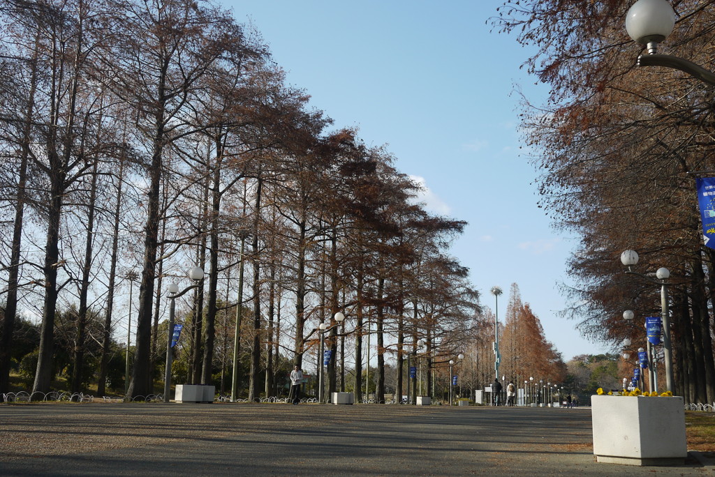 鶴見緑地の並木道２。