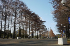 鶴見緑地の並木道２。
