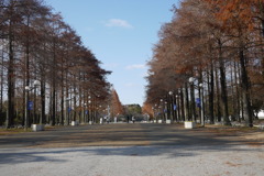 鶴見緑地の並木道。