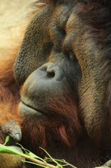 ボルネオオランウータン