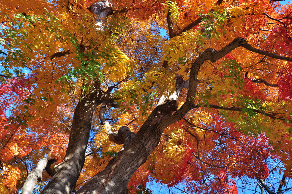 清水公園の紅葉　2010