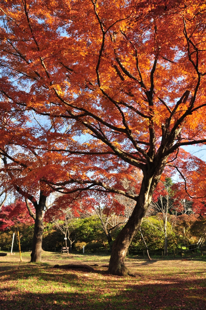 清水公園の紅葉　2010