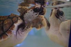 ウミガメ