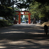鳥居と鹿