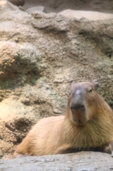 カピパラさん