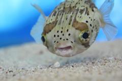 ハリセンボン