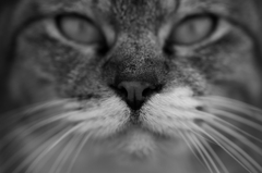 眼差し