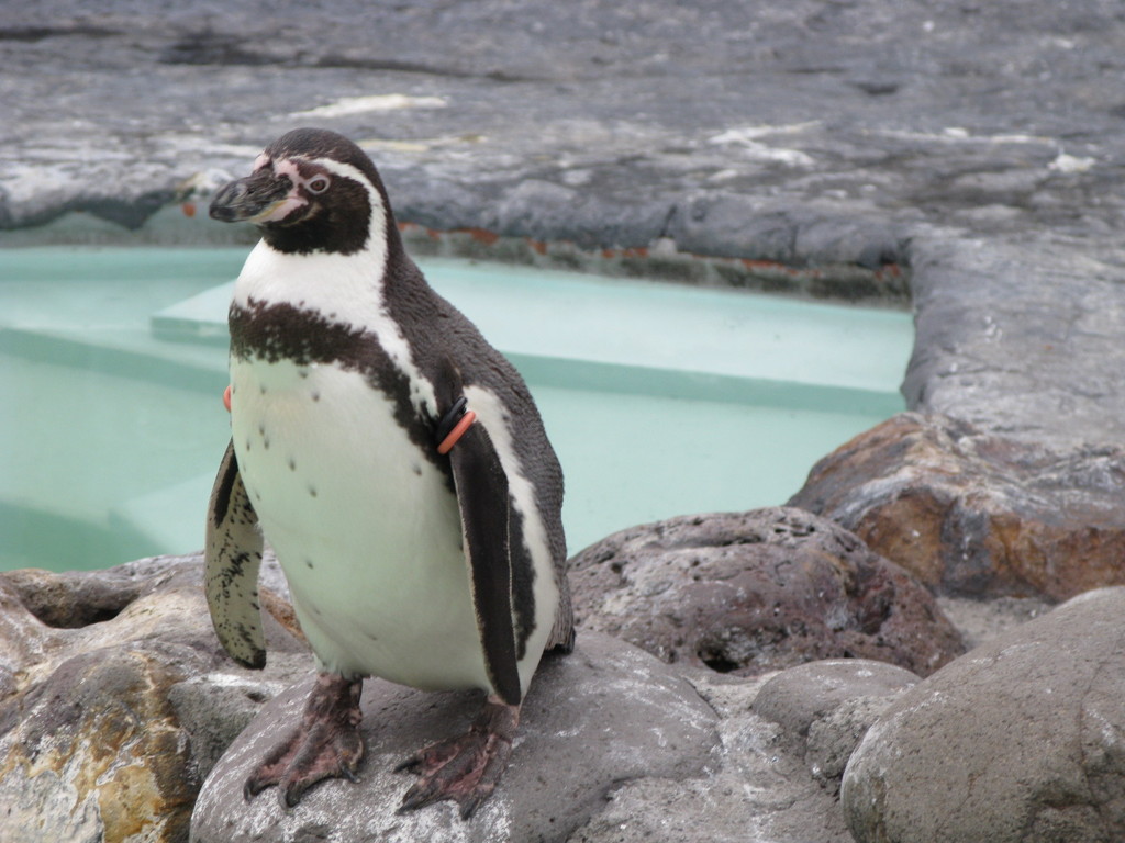 ペンギン