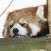 レッサーパンダ