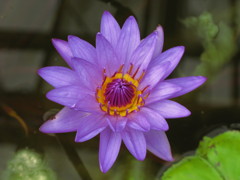 蓮