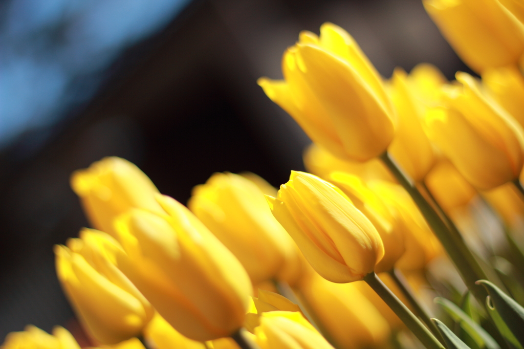 Yellow flight